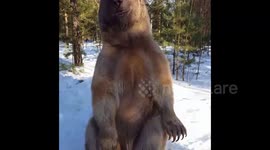 Giving a High-Five to bear Semyon