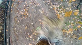 Watch gorgeous leopard cubs playing with a video camera