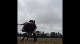 Man plays fetch with Tex, the two-ton Texas Longhorn