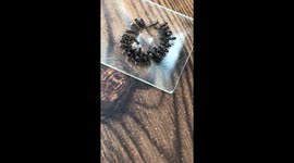 Ants united in a circle