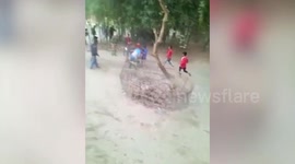 Rampaging rhino rushes Indian harvest festival, sending villagers up trees