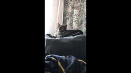 Sneezing cat