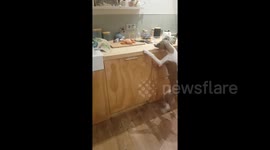 Joyful whippet puppy jumps at seeing chicken dinner