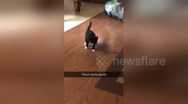 Abandoned kitten with wobbly cat syndrome finds forever home in Oklahoma