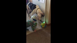 Baby and his doggy best friend confused by toy dinosaur