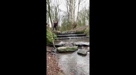 French Bulldog slow mo in stream