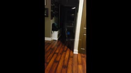 Heartbroken Kitten Whines for Lost Balloon