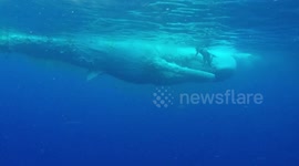 Free divers waiting around whale carcass for sharks to approach