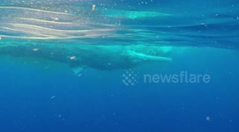 Sperm Whale Carcass
