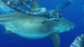Deep Blue: divers swim with 'world's biggest' great white shark