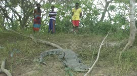 Eleven foot crocodile captured in Hambantota ,Sri Lanka