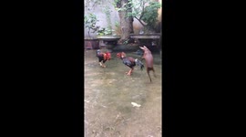 'Pacifist' dog fails to break up rooster fight