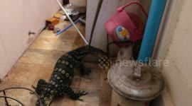 Rampaging 4ft long monitor lizard caught after running through home