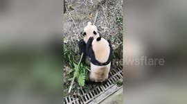 Pandas get in vicious fight that has to be broken up by keeper with apples