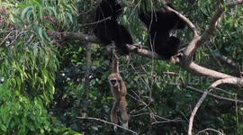 A family of white faced gibbons relaxing in a tree.