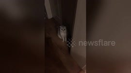 Smart cat mimics owner saying 'good night' in Mandarin