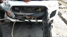 Monkey gets trapped under the hood of a car in India and has to be rescued