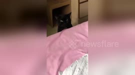 My boyfriend’s cat gave birth and the daddy cat’s reaction is priceless