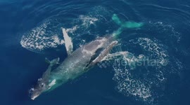 Beautiful drone footage of humpback whale and calf bonding off Hawaii coast