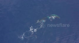 Humpback whales and dolphins