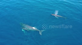 Mom and Calf humpback whales with pesky juvenile humpback in pursuit.