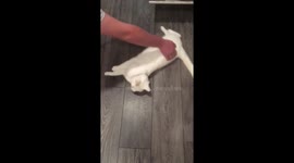 Taking the cat for a spin: adorable video of pet's new hobby