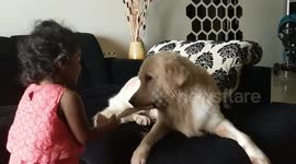 Dog and toddler have tug-of-war