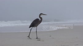 Blue Heron Beachlife