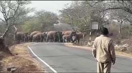 Forest guards gesture at young elephant to move on peacefully with the herd