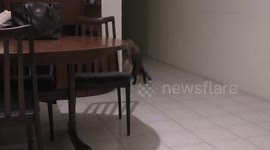 CAT PLAY