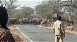 Herds of Elephant  crossing road in southern India