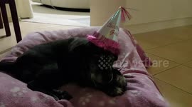 Staffy enjoys a birthday treat!
