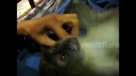 Hyper baby monkey becomes an angel when getting groomed