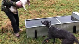 Dog air swims when offered drink