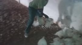 Chicken Farm Ross 308