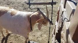 Huge Goat Thrashes Child's Rope Ladder