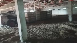 Work in farm of chickens breeders ross 308