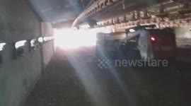 Engineering ross 308 chicken breed