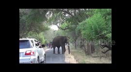 Elephant has leisurely lunch on road blocking traffic