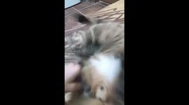 Little pet, He`s name is Joker