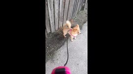 Ferocity Dog ;)