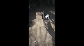 Dangerous dog! Do not enter!