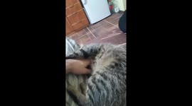 Tiger from house