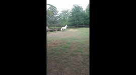 White Horse