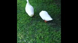 Three cute geese