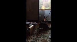 Two cats fighting with each other and then one hiding
