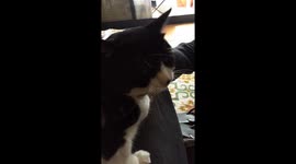 Cute female cat laying on my lap