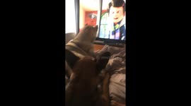 Just a Husky and a German Shepherd watching their favourite film on a Saturday morning