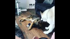 Somebody didn’t want to let their little sister have a nap..