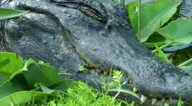 Series of wildlife shots (alligators and birds)